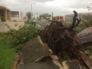 El huracán MarĂa arrancĂł de raĂz un árbol en la calle de Santiago. (Foto cortesĂa de Ruth Santiago)